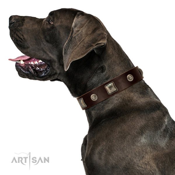 Beautiful leather Great Dane collar for walks