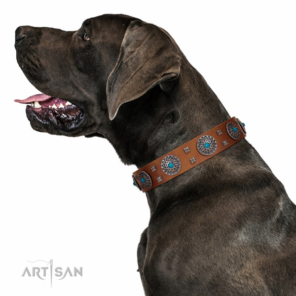 Extraordinary walking tan leather  Great Dane collar with chic decorations