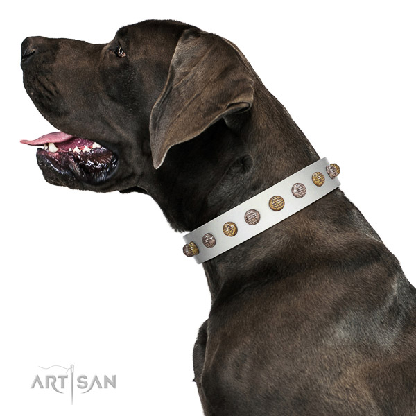 Extraordinary walking white leather Great Dane collar with chic decorations