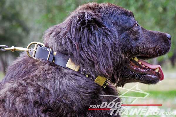 Caucasian Shepherd Collar with spikes and studs