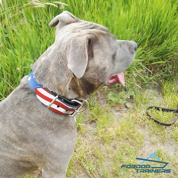 Hand painted Collar for Your Patriotic American Staffy