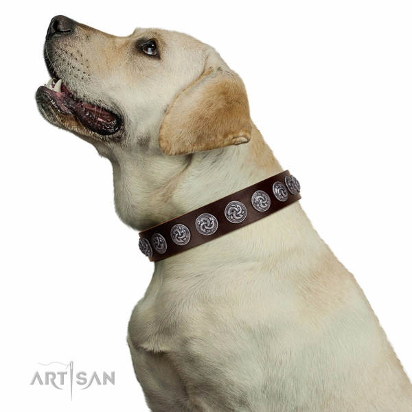 Top-notch genuine leather Labrador collar with riveted decorations