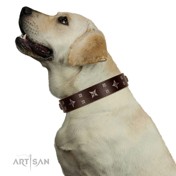 Safe walking leather Labrador collar