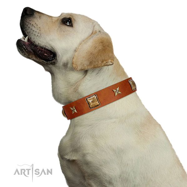 Easy adjustable Labrador Artisan leather collar for comfortable wear