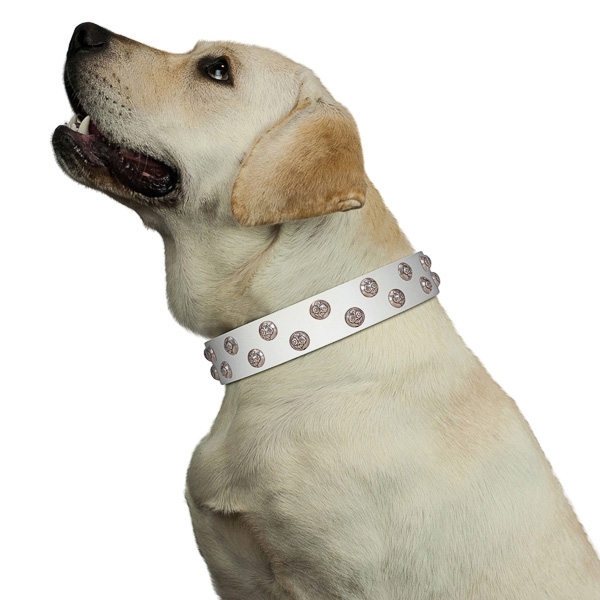 Walking top-notch quality walking leather Labrador collar