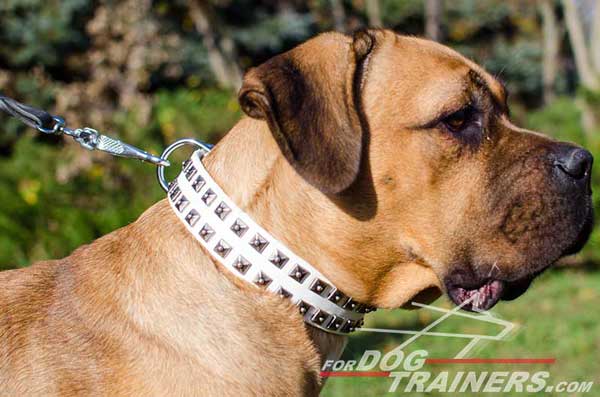 Studded White Leather Collar for Cane Corso