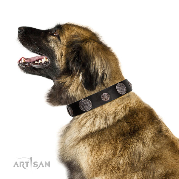 Royal look black leather Leonberger collar with silver-like covered decorative elements