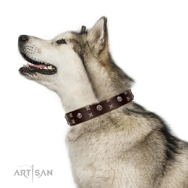 Delux walking wbrown leather Malamute collar with cool decorations