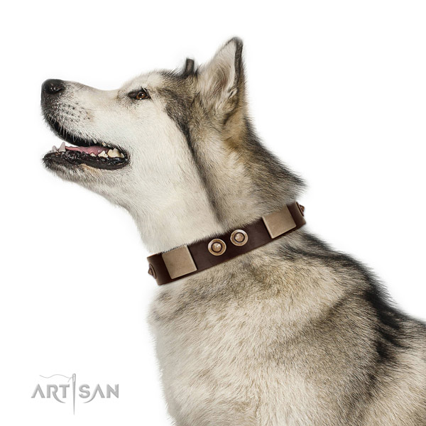 Soft to the touch leather Malamute collar for daily use