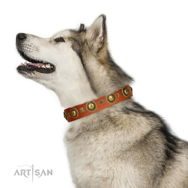 Beautiful leather Malamute collar for walks