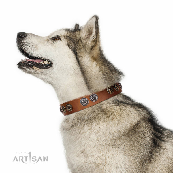 Extraordinary walking tan leather Malamute collar with chic decorations