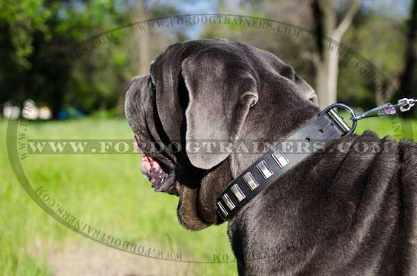 Durable Hardware on Mastino Napoletano Collar