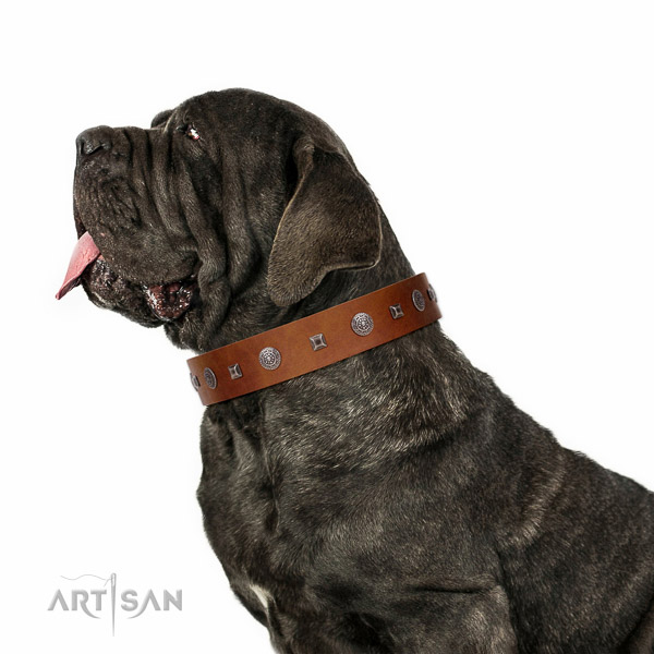 Extraordinary walking tan leather Mastino Neapoletano collar with chic decorations