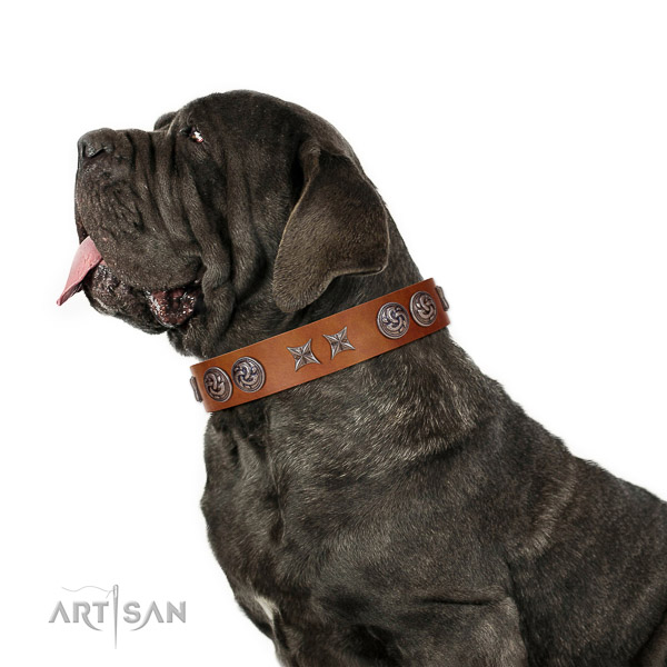 Extraordinary walking tan leather Mastino Neapolitano collar with chic decorations