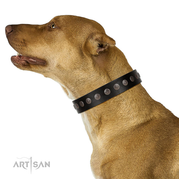 Extraordinary walking black leather Pitbull collar with chic decorations