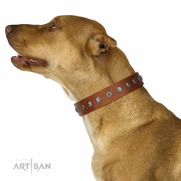 Walking top-notch quality walking leather Pitbull collar