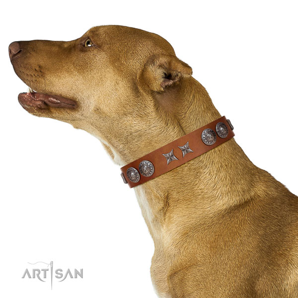 Walking top-notch quality walking leather Pitbull collar