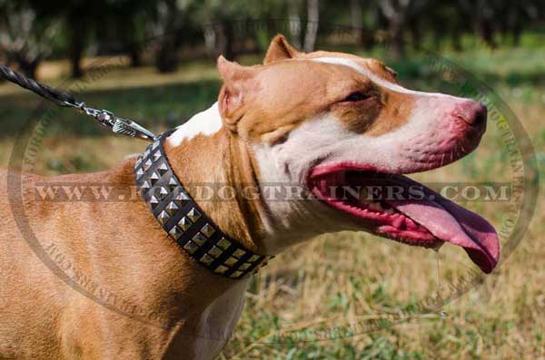 Leather Pitbull Collar with pyramids