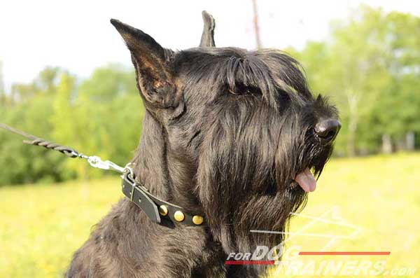 Leather Riesenschauzer Collar with brass hardware