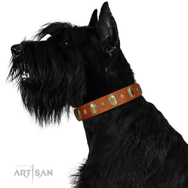 Wonderful Riesenschnauzer Artisan leather collar for better control