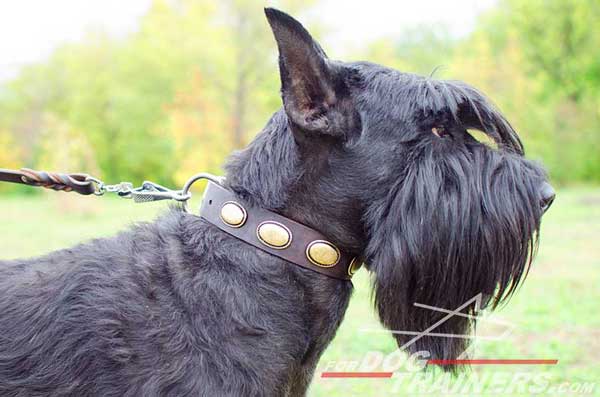 Solid Riesenschnauzer Collar Leather Decorated Walking Dog Supply