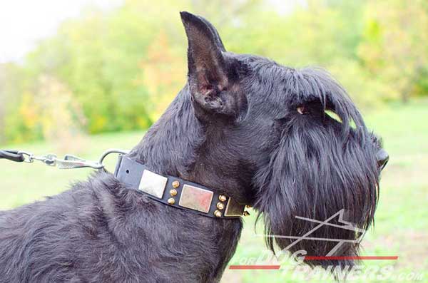 Spiked Riesenschnauzer Dog Collar