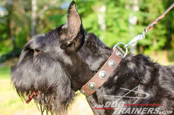 Leather Dog Collar for Riesenshnauzer