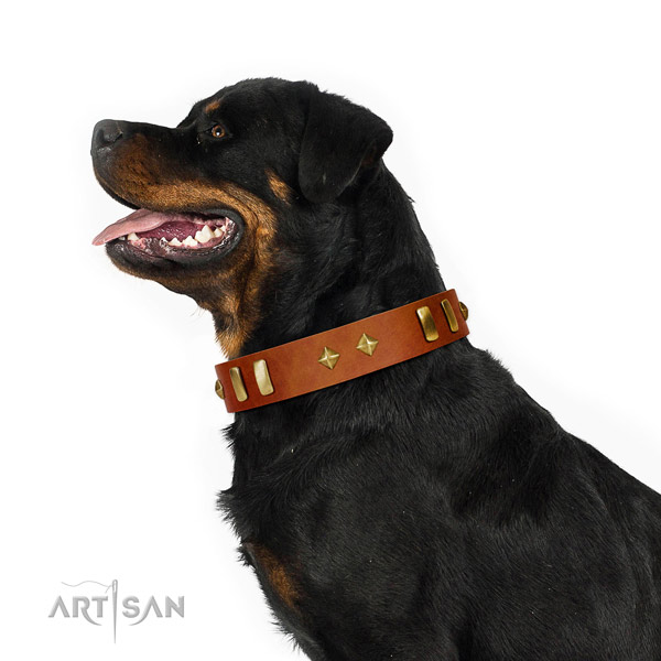 Natural Leather Rottweiler Collar with Incredible Adornments