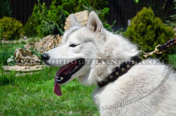 Designer Siberian Husky Collar