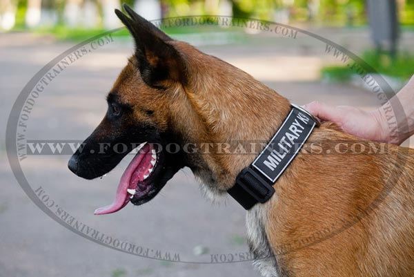 Malinois wearing Nylon Collar