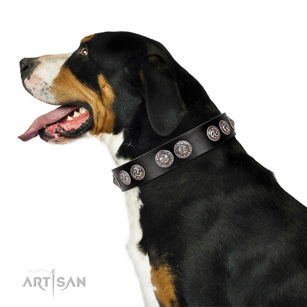 Classy quality leather Swiss Mountain dog collar