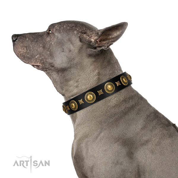 Extraordinary walking black leather Thai Ridgeback collar with chic decorations