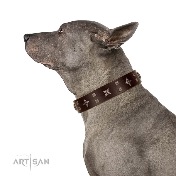 Extraordinary walking bkack leather Thai Ridgeback collar with cook decorations