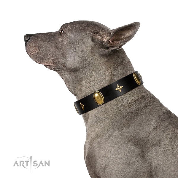 Top-notch quality walking leather Thai Ridgeback collar