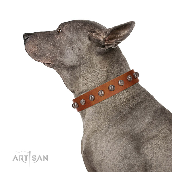 Extraordinary walking tan leather Thai Ridgeback collar with cool decorations