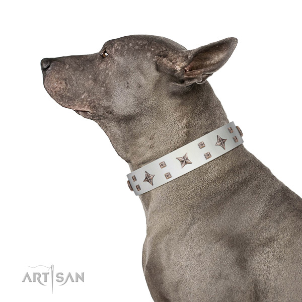 Extraordinary walking white leather Thai Ridgeback collar with chic decorations