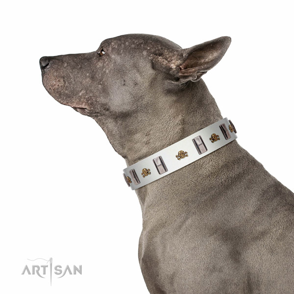 Extraordinary walking white leather Thai Ridgeback collar with chic decorations