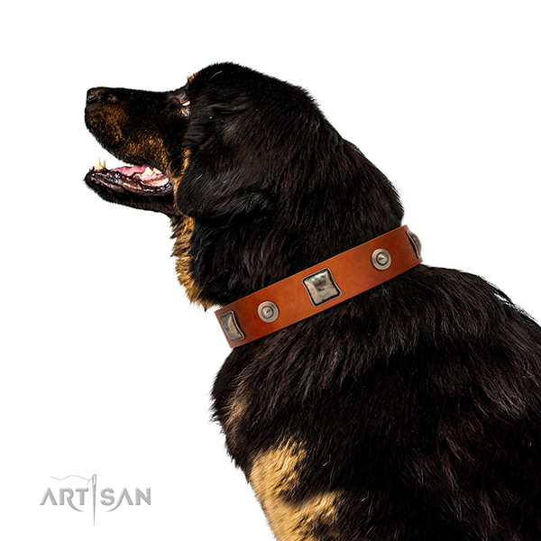 Extraordinary walking leather Tibetan Mastiff collar with decorations