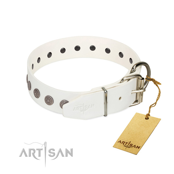 Polished genuine leather dog collar of premium quality