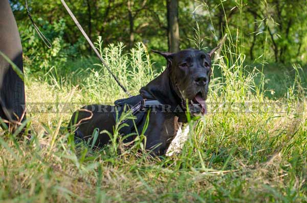 Lightweight Nylon Dog Harness for Working Dogs