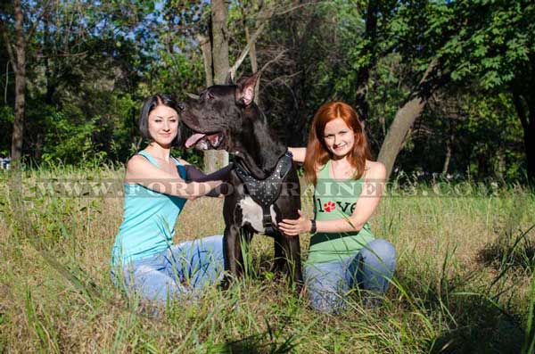 Easy Adjustable Leather Great Dane Harness