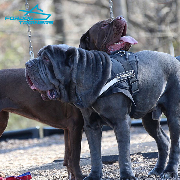 Pulling and Tracking Nylon Harness for Neapolitan Mastiff