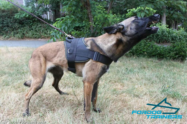 Strong Nylon Belgian Malinois Harness for Agitation Training