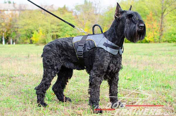 Riesenschnauzer Nylon Vest Made of Waterproof Material