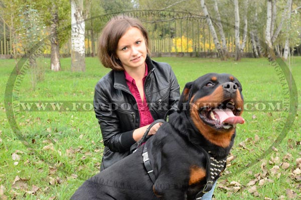 Walking and Training Leather Canine Harness