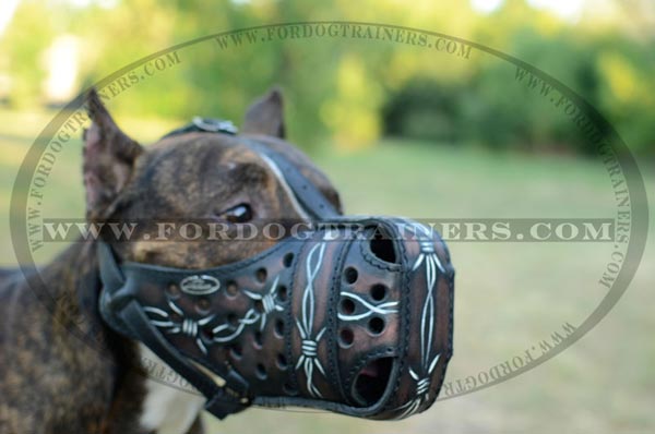 Amstaff BW painted muzzle