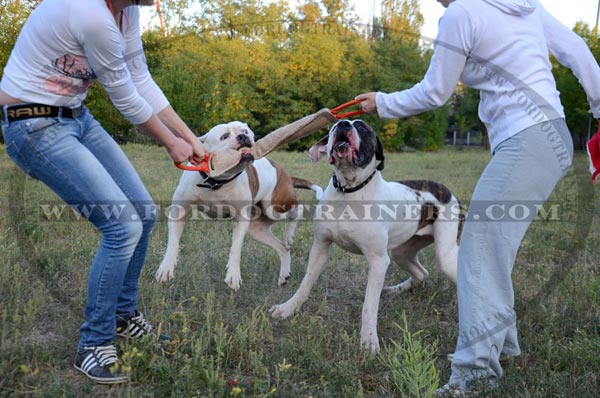 Professional Bite Training Tug with Two Handles