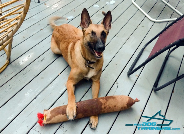 Belgian malinois Bite Tug with 2 Stitched Handles