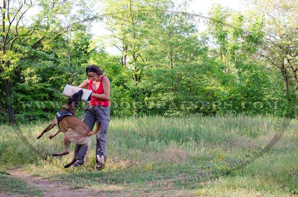 Belgian Malinois Builder with Bite Area