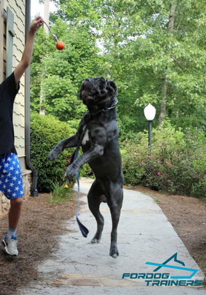 Bite Training Neapolitan Mastiff Ball Made of Special Dotted Rubber